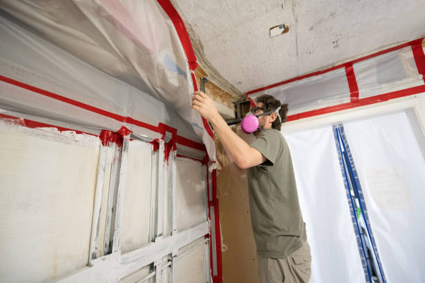 Professional Mold Removal in New Cumberland, PA